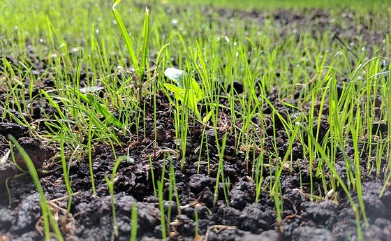 grass seed
