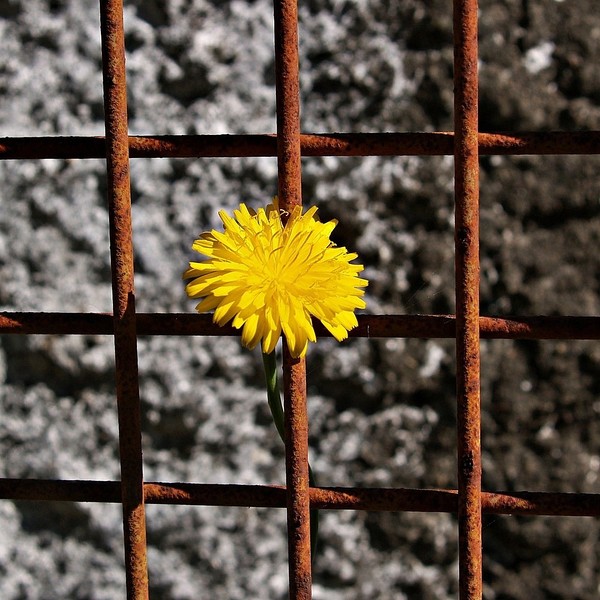 Blume im Metallgitter / © KateCox/pixabay.com/CC0 1.0 Blume im Metallgitter